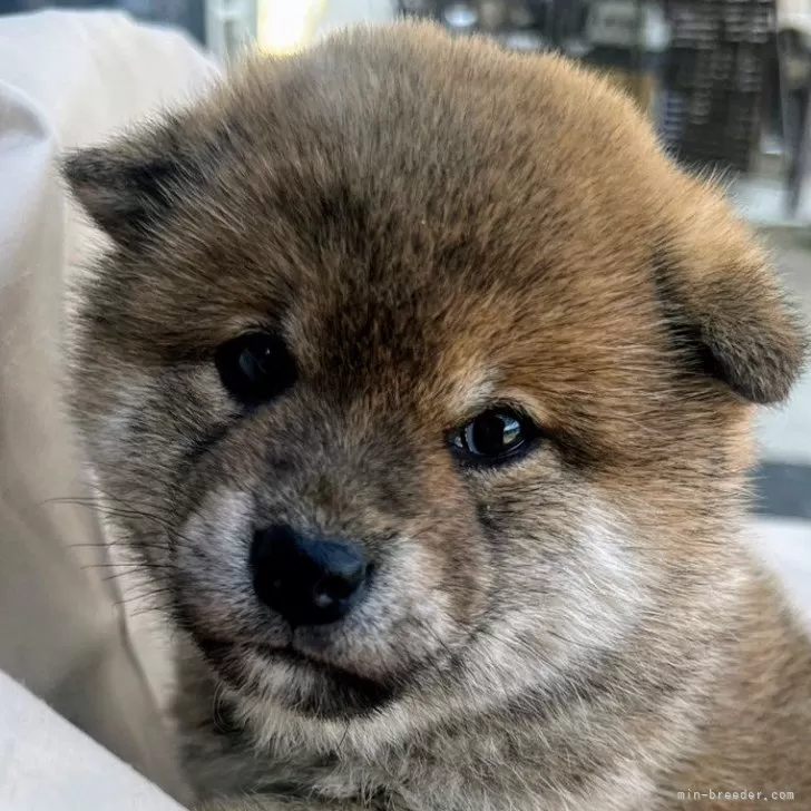 ID：2503-02786の子犬