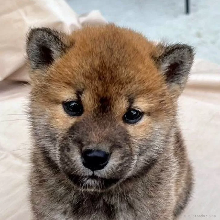 ID：2501-03228の子犬