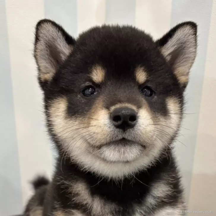 ID:2509-01909の子犬