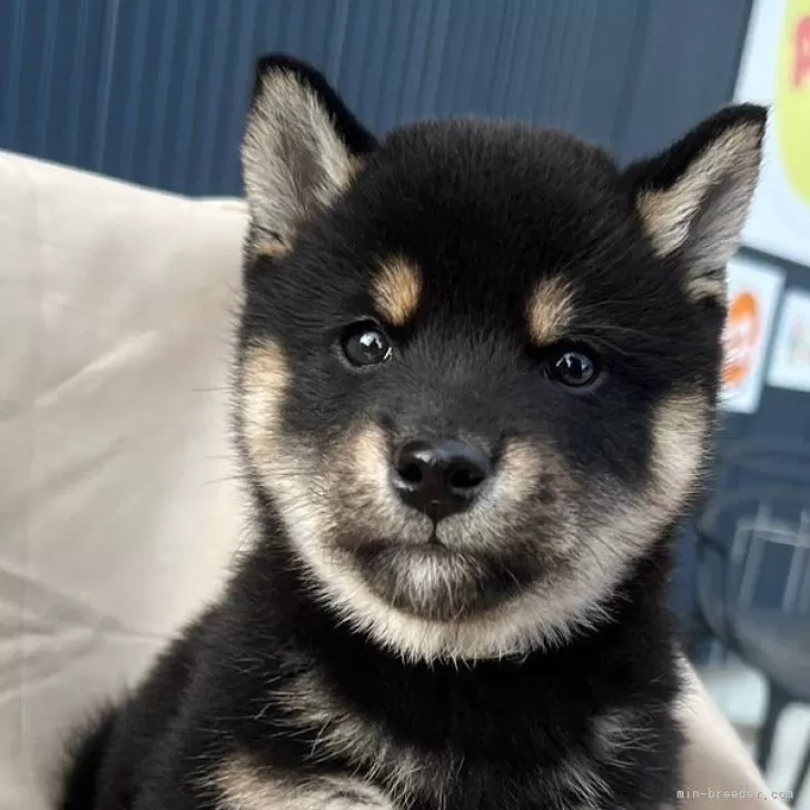 ID：2412-07064の子犬