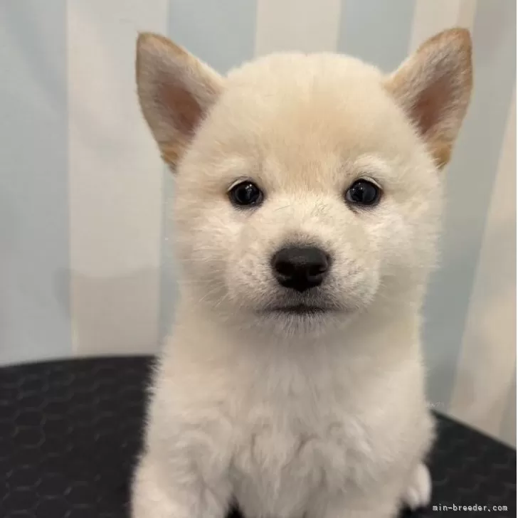 ID：2509-05574の子犬