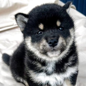 柴犬(標準サイズ)【京都府・女の子・2025年3月25日・黒】の写真「配色よく美人さん！」