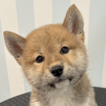 柴犬(標準サイズ)【京都府・女の子・2025年8月6日・赤】の写真「優しいお顔の美人さん！」
