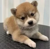 柴犬(標準サイズ)