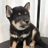 柴犬(標準サイズ)