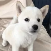 柴犬(標準サイズ)