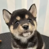 柴犬(標準サイズ)