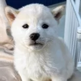 柴犬(標準サイズ)【京都府・女の子・2024年11月18日・白】の写真1