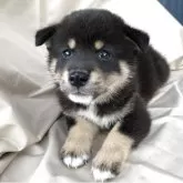 柴犬(標準サイズ)