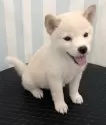 柴犬(標準サイズ)【京都府・男の子・2025年6月16日・白】の写真4