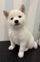 柴犬(標準サイズ)【京都府・男の子・2025年7月31日・白】の写真3
