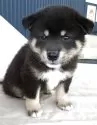 柴犬(標準サイズ)【京都府・男の子・2025年6月4日・黒】の写真6