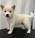 柴犬(標準サイズ)【京都府・男の子・2025年7月31日・白】の写真4