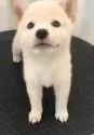 柴犬(標準サイズ)【京都府・男の子・2025年6月16日・白】の写真6