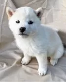 柴犬(標準サイズ)【京都府・女の子・2024年11月18日・白】の写真9