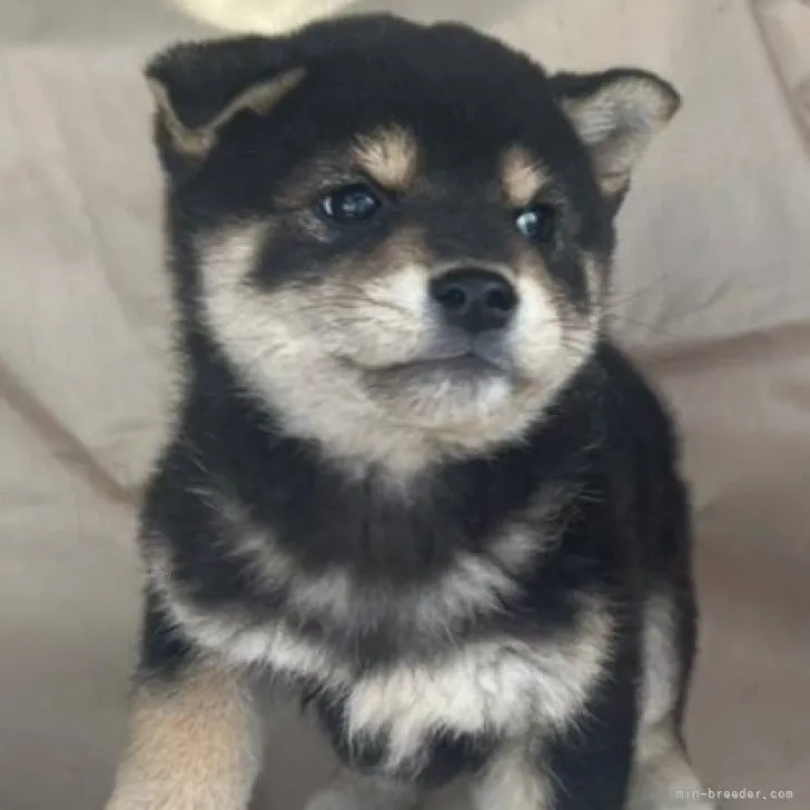 ID：2311-05906の子犬