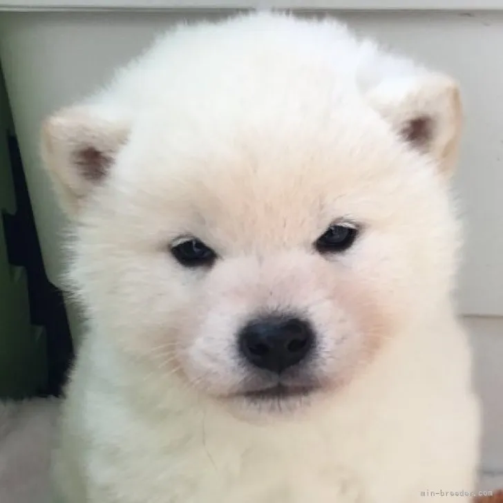 ID：2303-00898の子犬