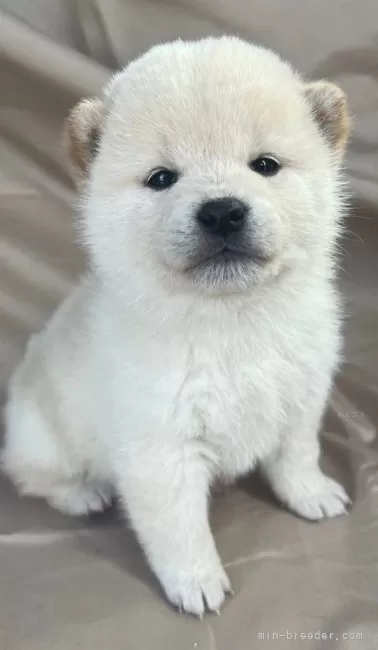 ID：2401-00049の子犬