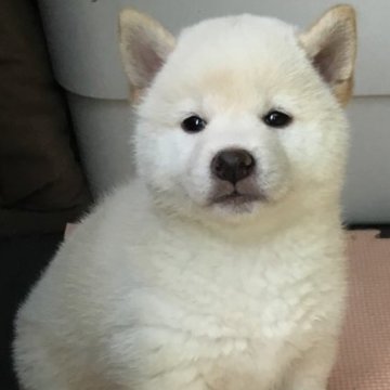 柴犬(標準サイズ)【京都府・女の子・2023年5月19日・白】の写真「とても小さな女の子」