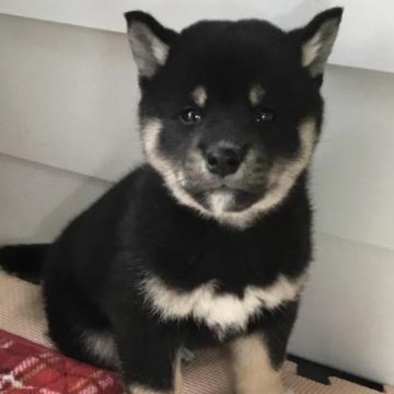 柴犬(標準サイズ)【京都府・男の子・2022年11月18日・白】の写真「渋いお顔のイケメン君」