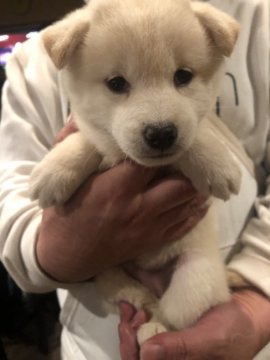 柴犬(標準サイズ)【京都府・女の子・2018年9月12日・白】の写真「とても可愛い白柴の女の子」