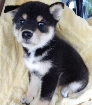 柴犬(標準サイズ)【京都府・女の子・2019年5月9日・黒】の写真「小さく、配色、毛並み、どれも抜群です。」