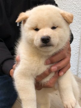 柴犬(標準サイズ)【京都府・男の子・2018年9月11日・白】の写真「可愛く元気な男の子」