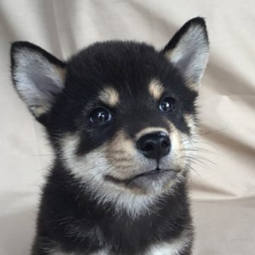 柴犬(標準サイズ)【京都府・男の子・2023年7月25日・黒】の写真「可愛いタイプのイケメンです！」