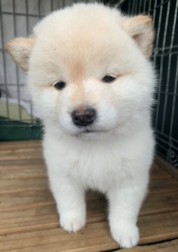 柴犬(標準サイズ)【京都府・女の子・2020年1月29日・白】の写真「ふわふわの可愛い女の子」