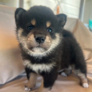 柴犬(標準サイズ)【京都府・女の子・2024年4月4日・黒】の写真「目力のある美人さん。」