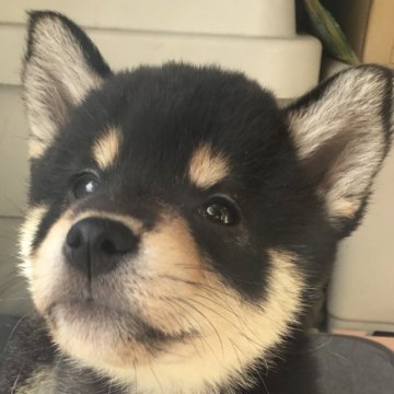 柴犬(標準サイズ)【京都府・女の子・2023年2月8日・黒】の写真「丸い目が特徴です」