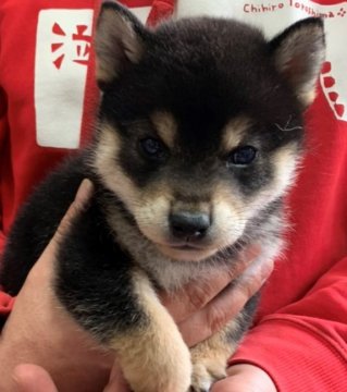 柴犬(標準サイズ)【京都府・男の子・2020年2月9日・黒】の写真「小さな男の子」