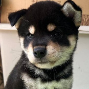 柴犬(標準サイズ)【京都府・男の子・2023年5月27日・黒】の写真「渋いお顔の男前」