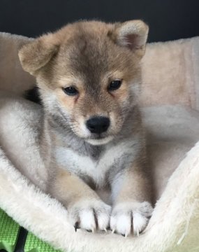 柴犬(標準サイズ)【京都府・男の子・2021年6月30日・赤】の写真「臆病な男の子。」