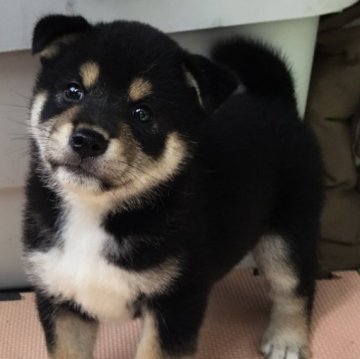 柴犬(標準サイズ)【京都府・女の子・2023年5月12日・黒】の写真「配色の良い美人さん」