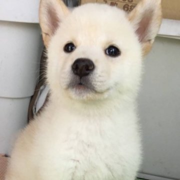 柴犬(標準サイズ)【京都府・女の子・2023年5月31日・白】の写真「綺麗なお顔の美人さん」