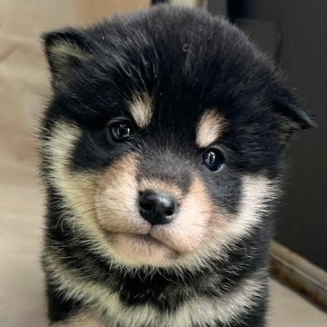 柴犬(標準サイズ)【京都府・女の子・2024年2月15日・黒】の写真「丸い目がとても可愛い女の子」