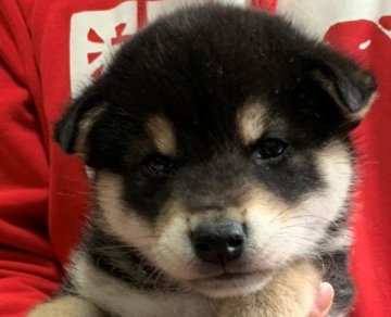 柴犬(標準サイズ)【京都府・男の子・2020年2月9日・黒】の写真「元気いっぱいのイケメン君」