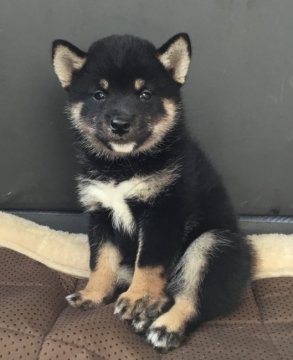 柴犬(標準サイズ)【京都府・男の子・2021年7月28日・黒】の写真「愛嬌たっぷりな男の子」