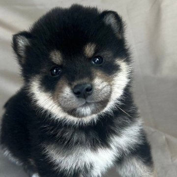 柴犬(標準サイズ)【京都府・男の子・2023年11月18日・黒】の写真「可愛いお顔の男の子」