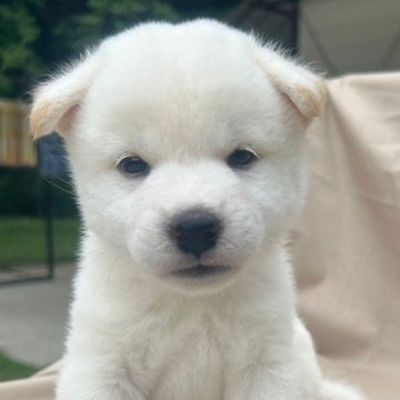 柴犬(標準サイズ)【京都府・男の子・2024年5月8日・白】の写真「甘えん坊ののんびり屋さん。」