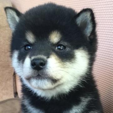 柴犬(標準サイズ)【京都府・女の子・2022年10月20日・黒】の写真「のんびり屋さんの女の子」