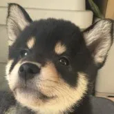 柴犬(標準サイズ)【京都府・女の子・2023年2月8日・黒】の写真1