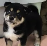 柴犬(標準サイズ)【京都府・女の子・2023年5月12日・黒】の写真1