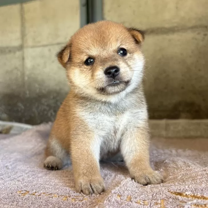 H.Ｉ 様のお迎えした子犬