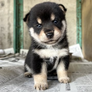 柴犬(豆柴)【群馬県・女の子・2025年7月15日・黒】の写真「可愛い黒豆柴の女の子です☆」