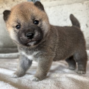 柴犬(標準サイズ)【群馬県・女の子・2025年10月6日・赤】の写真「コロコロのおっとり可愛い赤柴の女の子⭐︎」