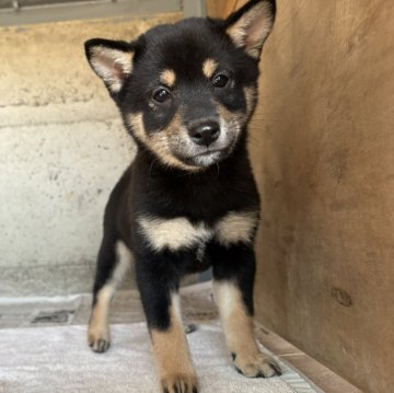 柴犬(豆柴)【群馬県・男の子・2025年7月29日・黒】の写真「おっとりな黒豆柴の男の子です☆」