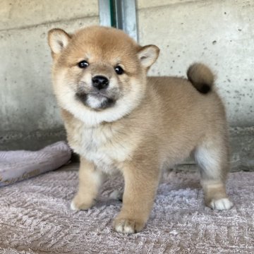 柴犬(標準サイズ)【群馬県・女の子・2024年11月25日・赤】の写真「丸顔の可愛い赤柴の女の子☆」
