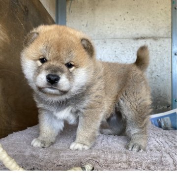 柴犬(標準サイズ)【群馬県・男の子・2025年3月4日・赤】の写真「ムッチリ可愛い赤柴の男の子⭐︎」